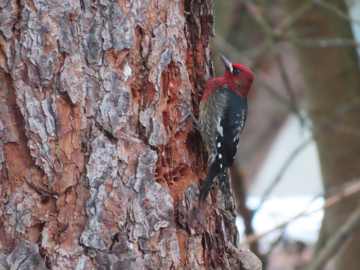 Red-breasted Sapsucker - ML630819167