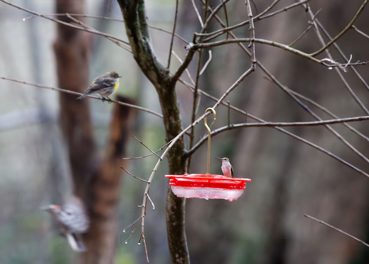 Black-chinned Hummingbird - ML630819471