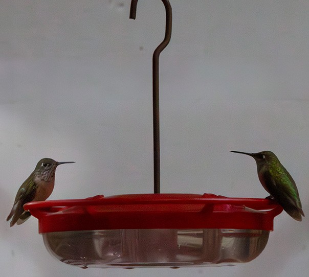 Calliope Hummingbird - ML630819494