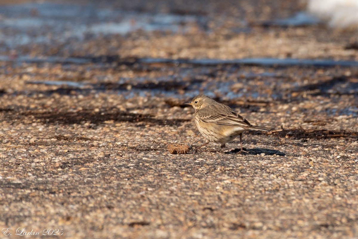 American Pipit - ML630819539
