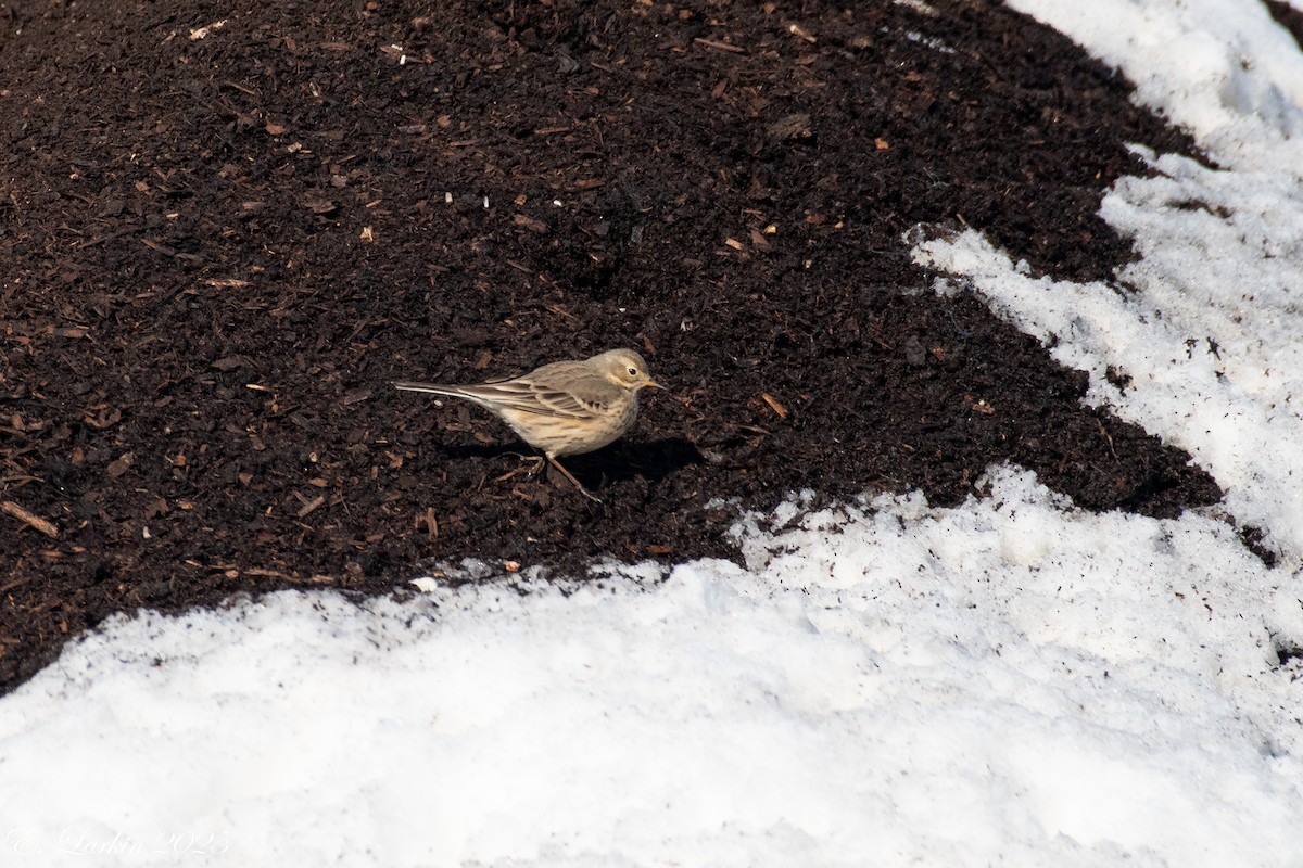 American Pipit - ML630819540