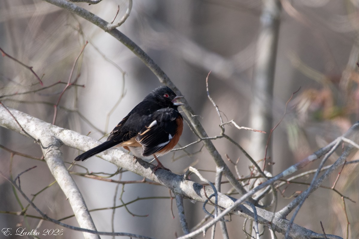 Eastern Towhee - ML630819550