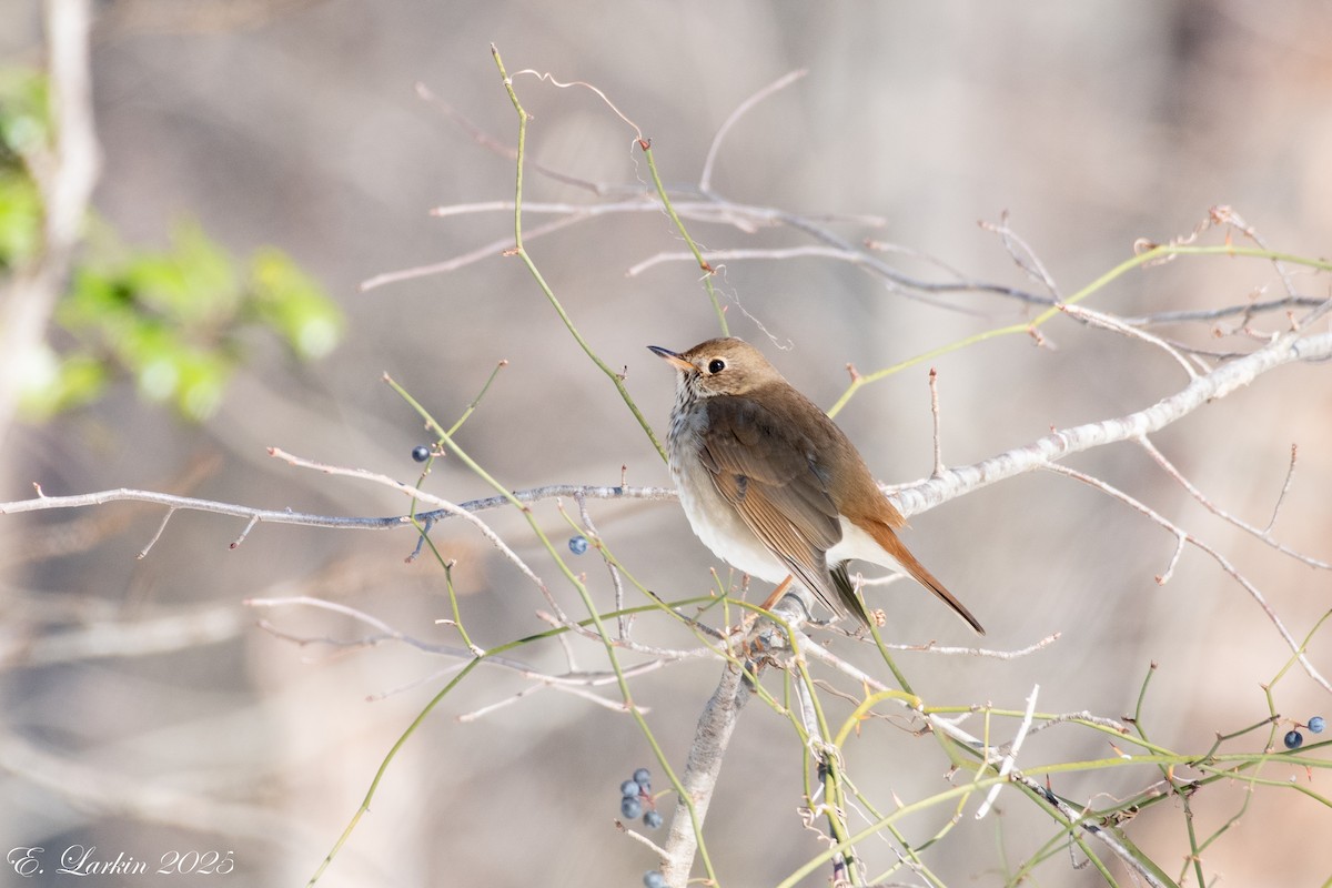 Hermit Thrush - ML630819564