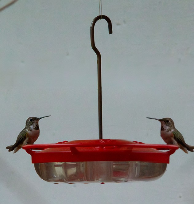 Rufous Hummingbird - ML630819565