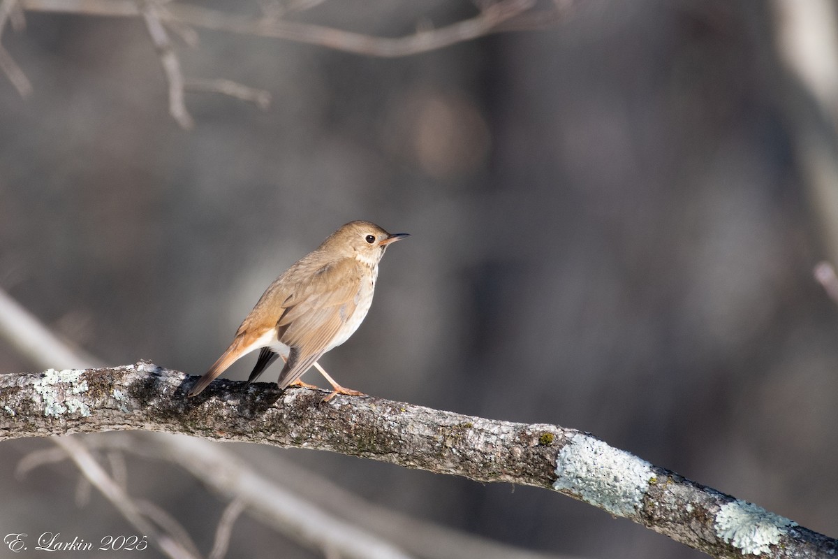 Hermit Thrush - ML630819566