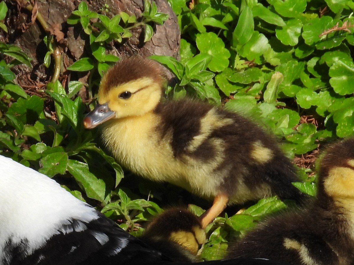 Muscovy Duck (Domestic type) - ML630819622