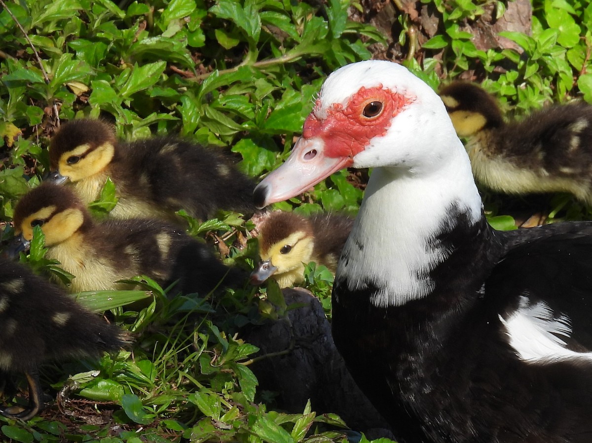 Muscovy Duck (Domestic type) - ML630819623