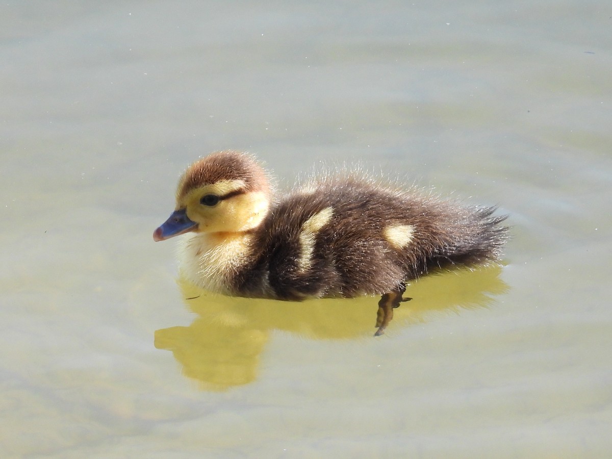 Muscovy Duck (Domestic type) - ML630819624