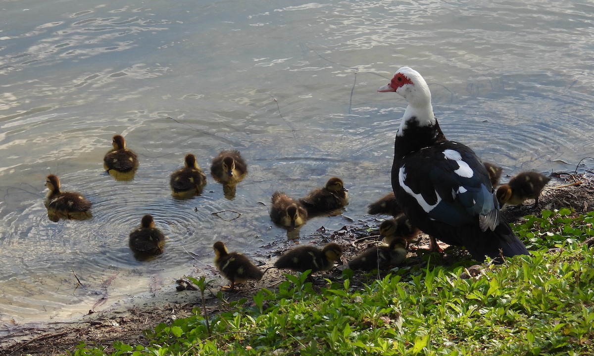 Muscovy Duck (Domestic type) - ML630819625