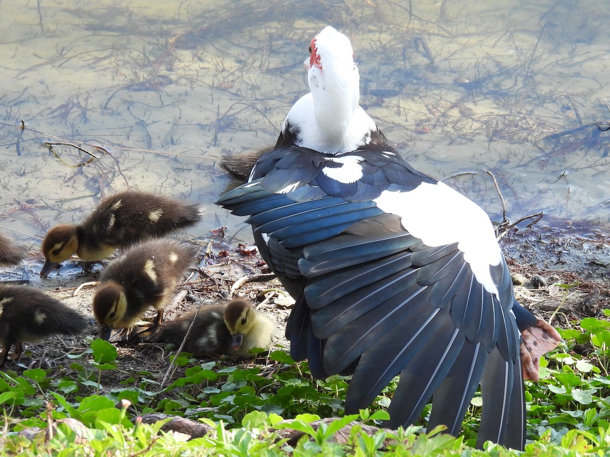 Muscovy Duck (Domestic type) - ML630819626