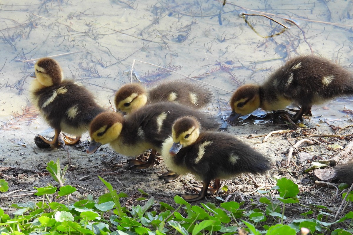 Muscovy Duck (Domestic type) - ML630819627