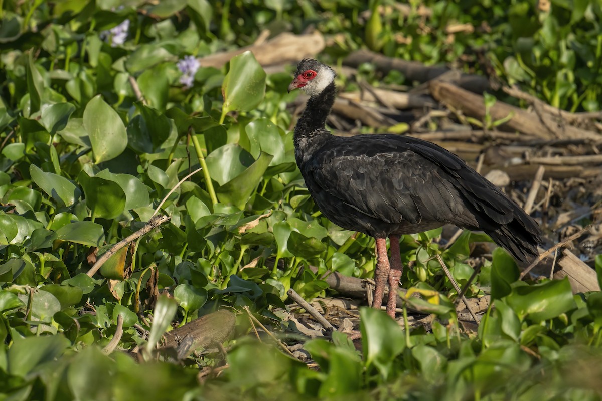 Northern Screamer - ML630819850