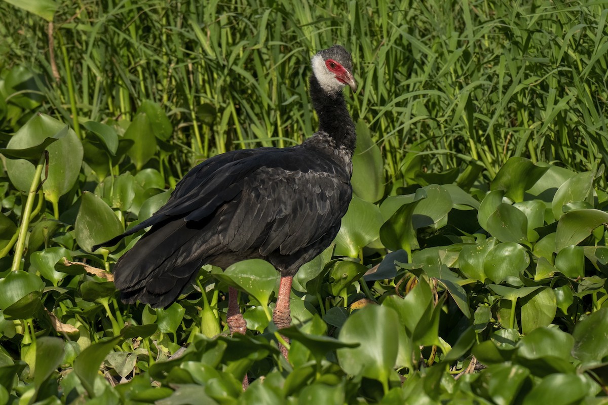 Northern Screamer - ML630819851