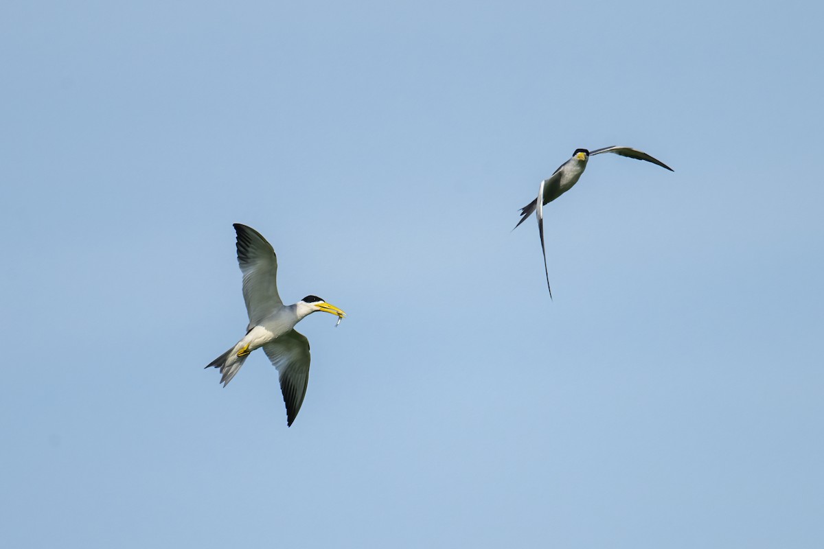 Large-billed Tern - ML630819870