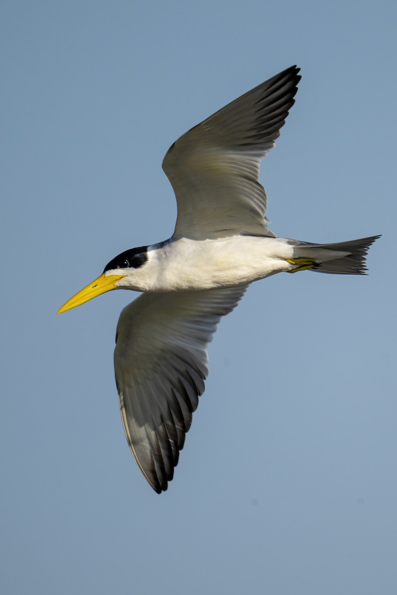 Large-billed Tern - ML630819872