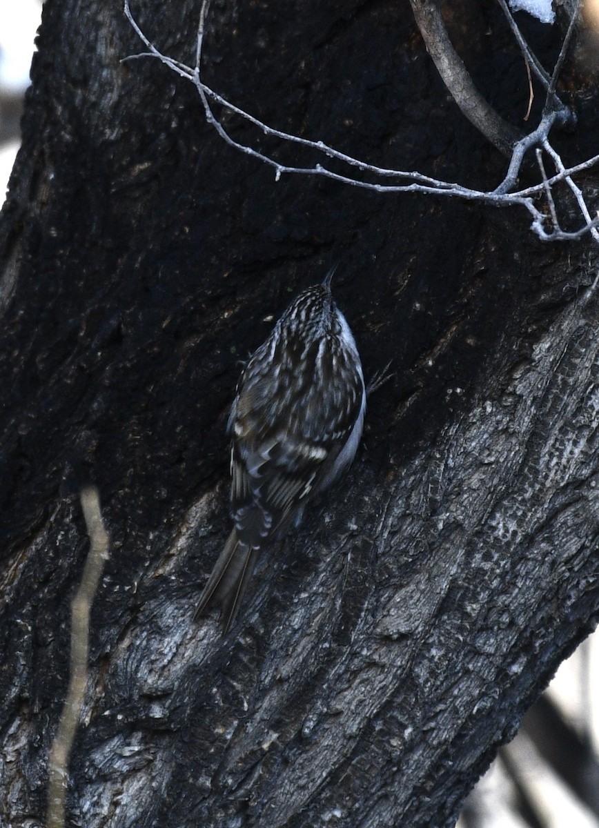 Brown Creeper - ML630819902