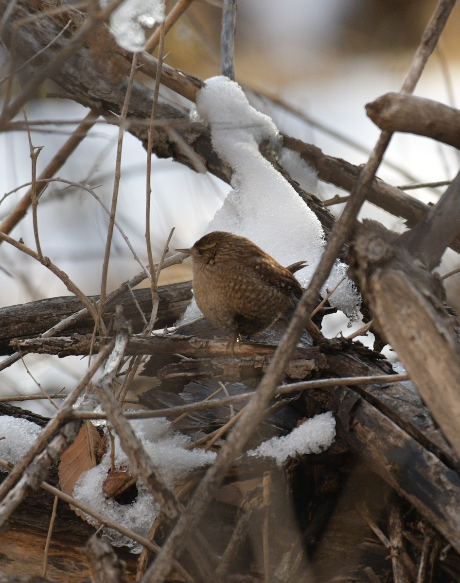 Winter Wren - ML630819909