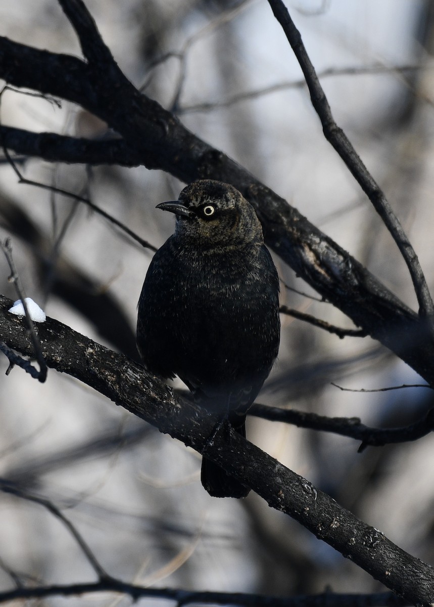 Rusty Blackbird - ML630819914