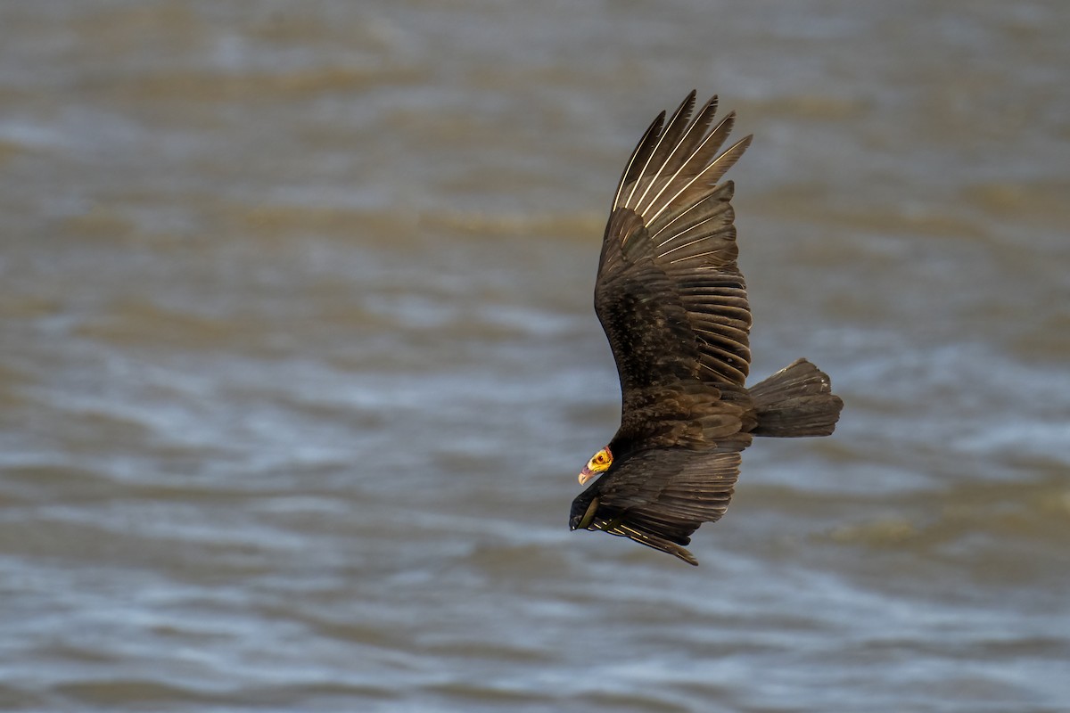 Lesser Yellow-headed Vulture - ML630819928