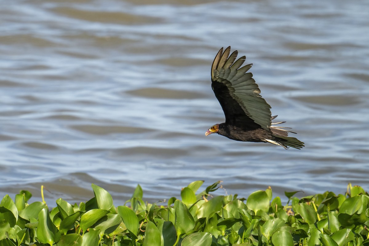 Lesser Yellow-headed Vulture - ML630819929