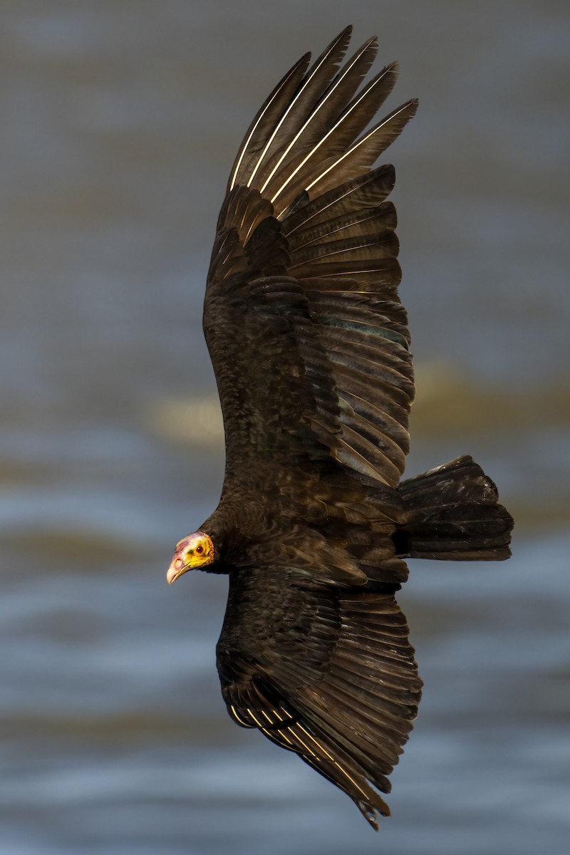 Lesser Yellow-headed Vulture - ML630819930