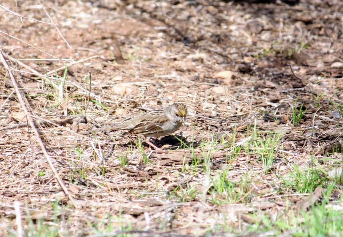 Golden-crowned Sparrow - ML630820758