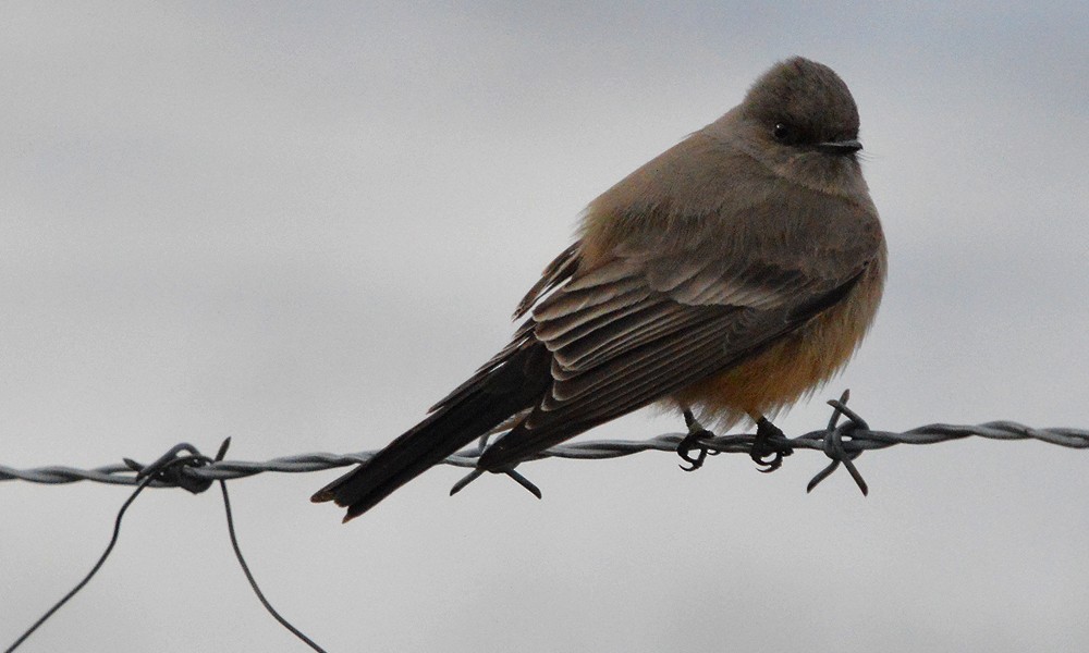 Say's Phoebe - ML630821092