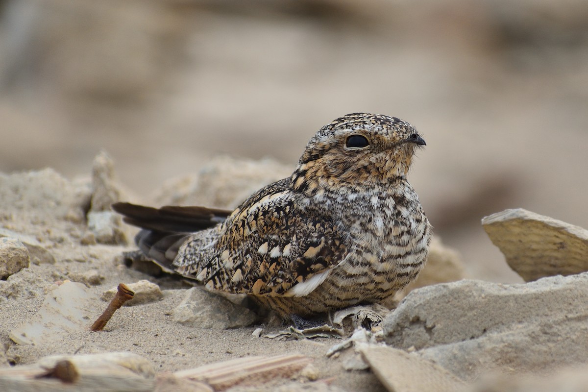 Lesser Nighthawk - ML630822022