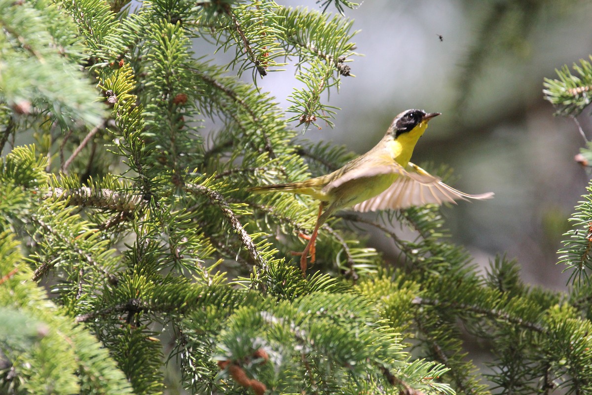 Common Yellowthroat - ML63082251