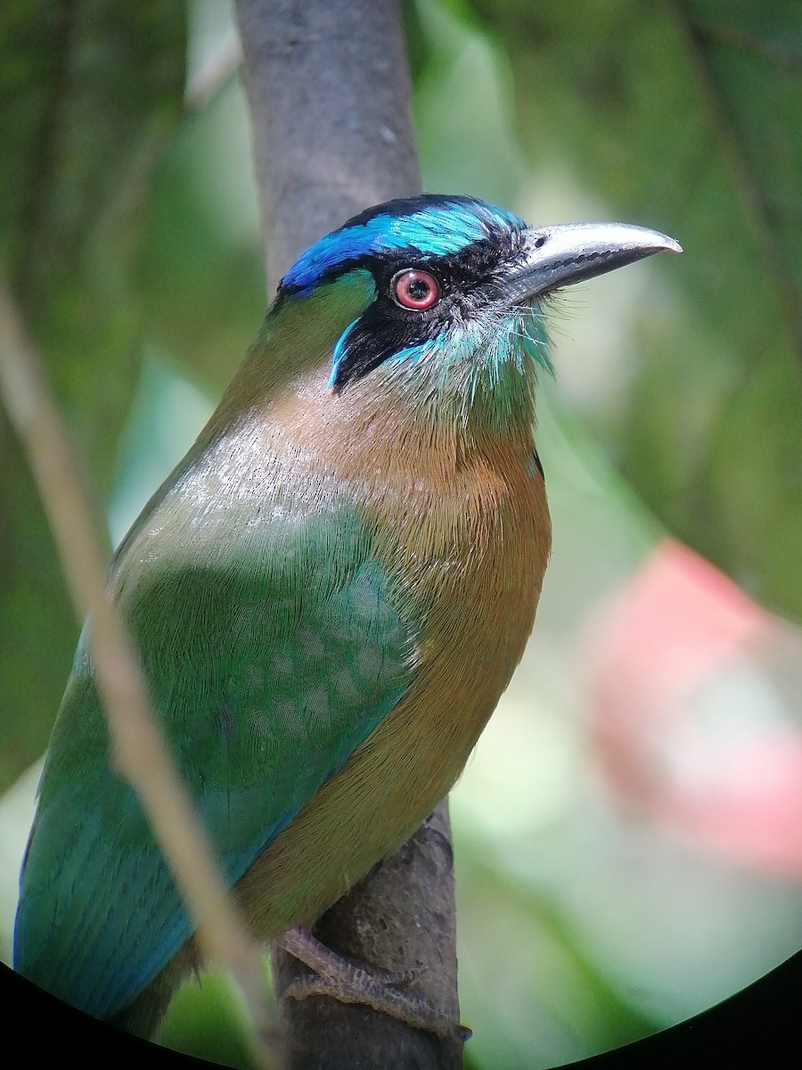 Lesson's Motmot - ML630822698