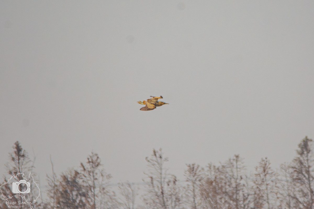 Eurasian Bittern - ML630822765