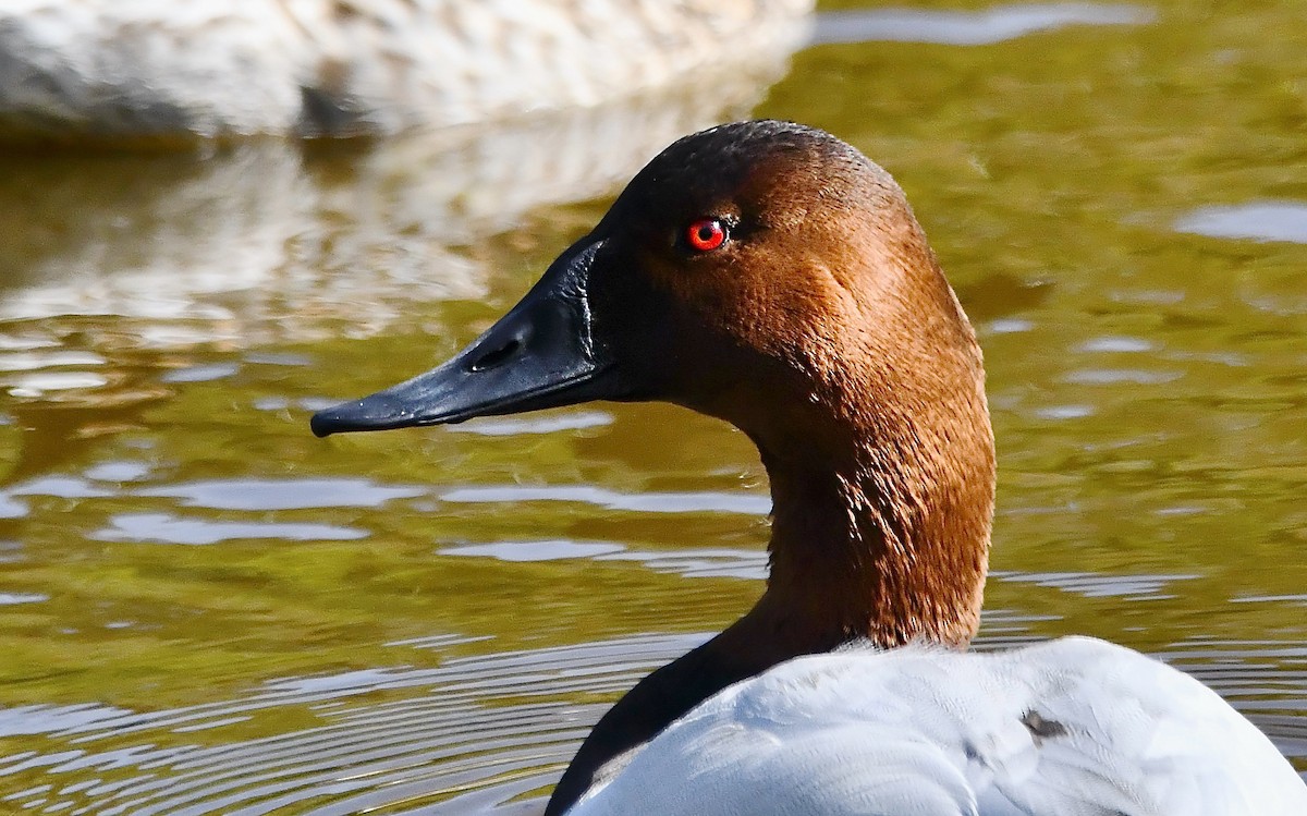 צולל ארוך-צוואר - ML630822844