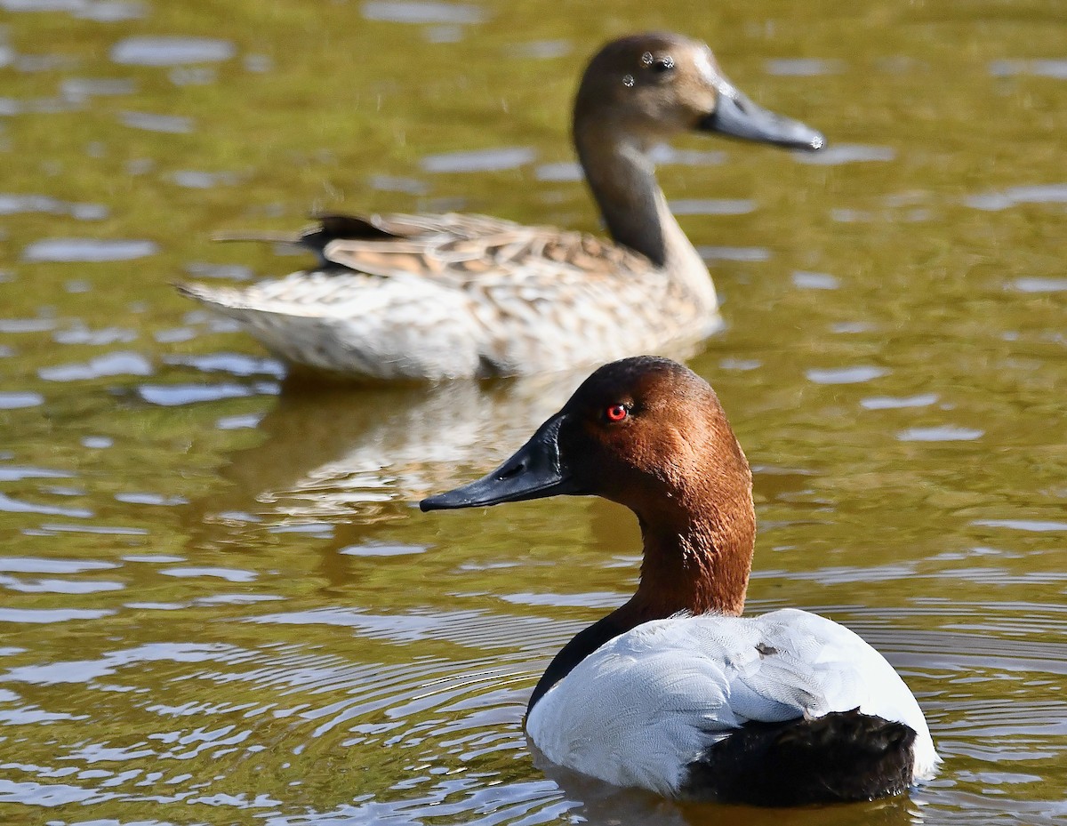 צולל ארוך-צוואר - ML630822845