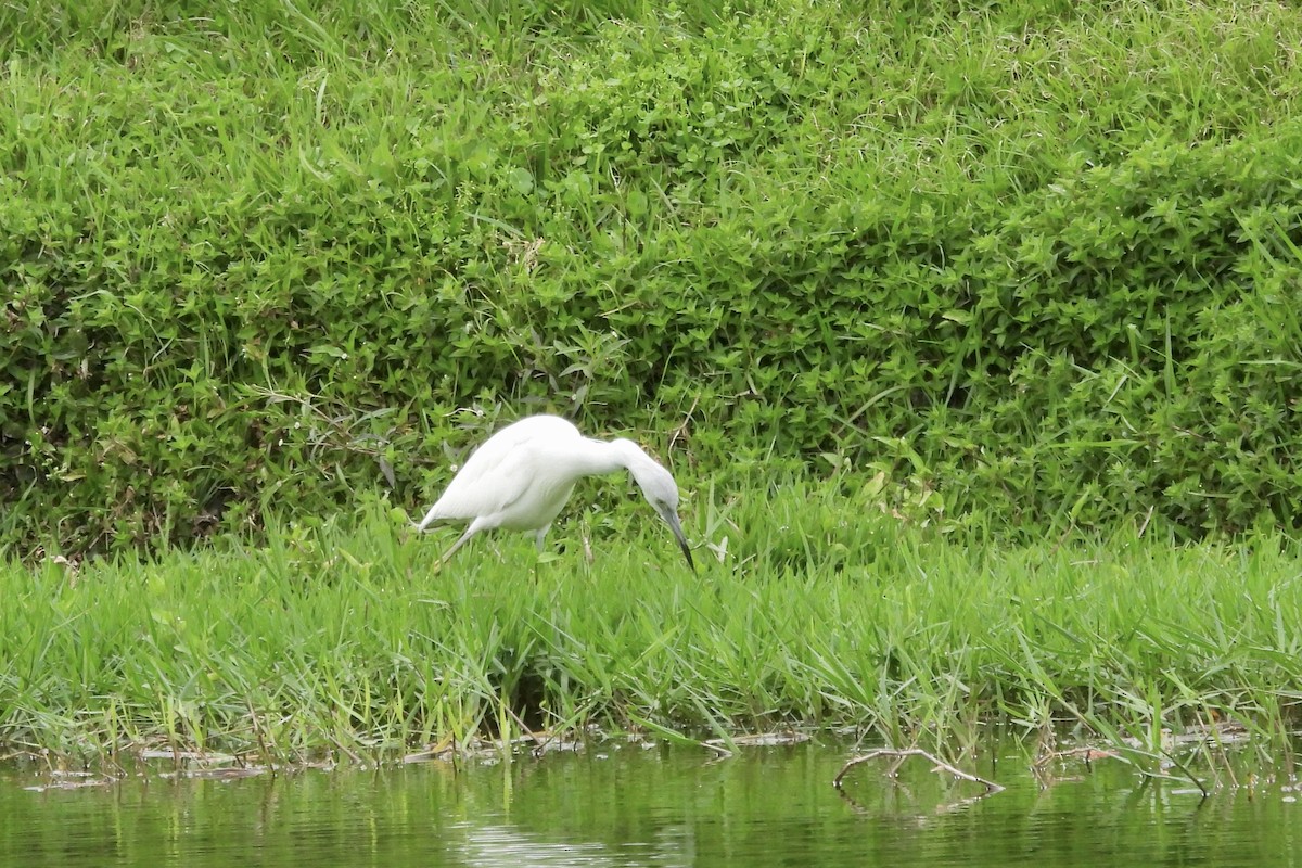 Little Blue Heron - ML630823027