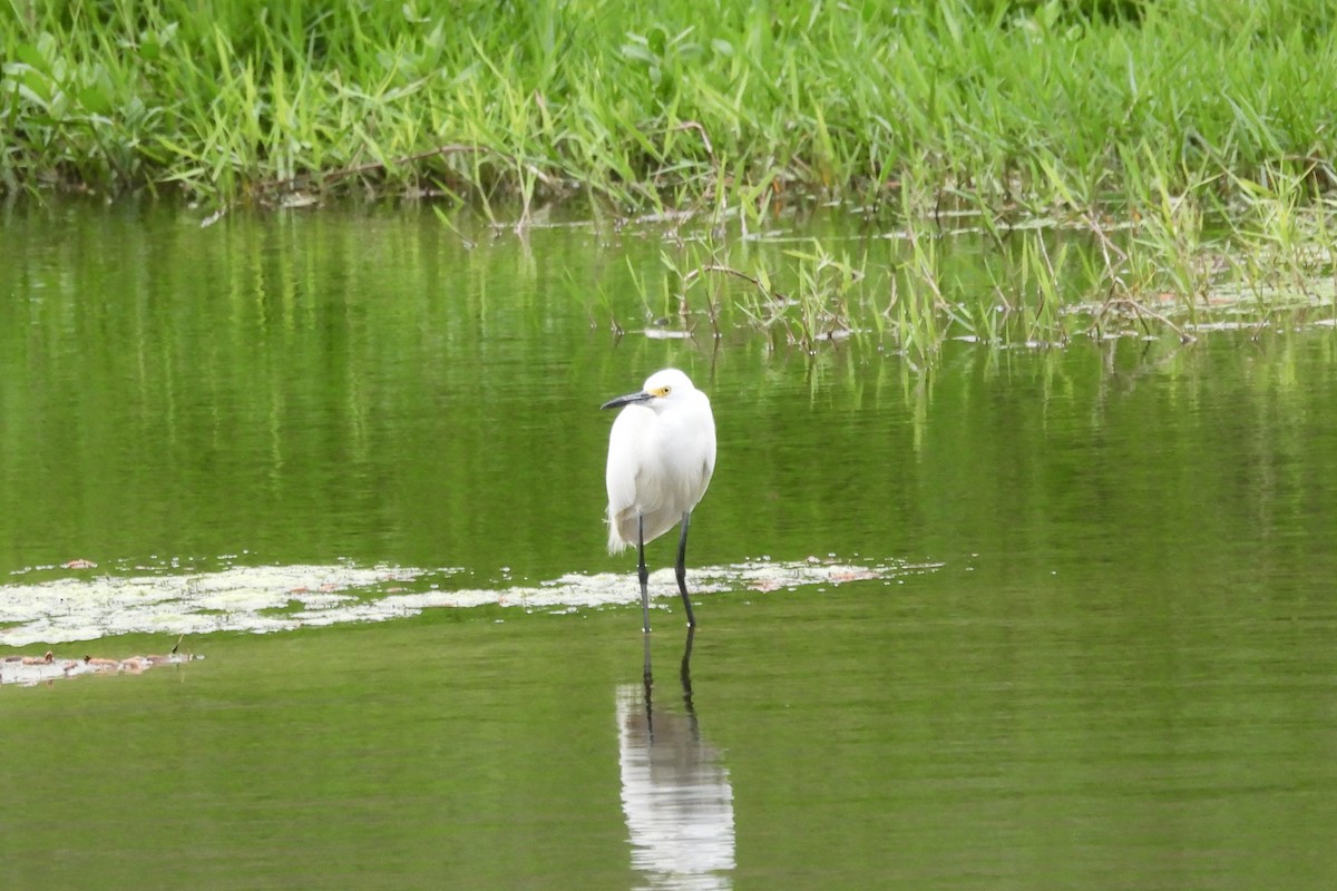 Snowy Egret - ML630823049