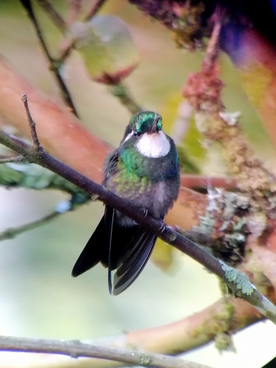White-throated Mountain-gem - ML630823137