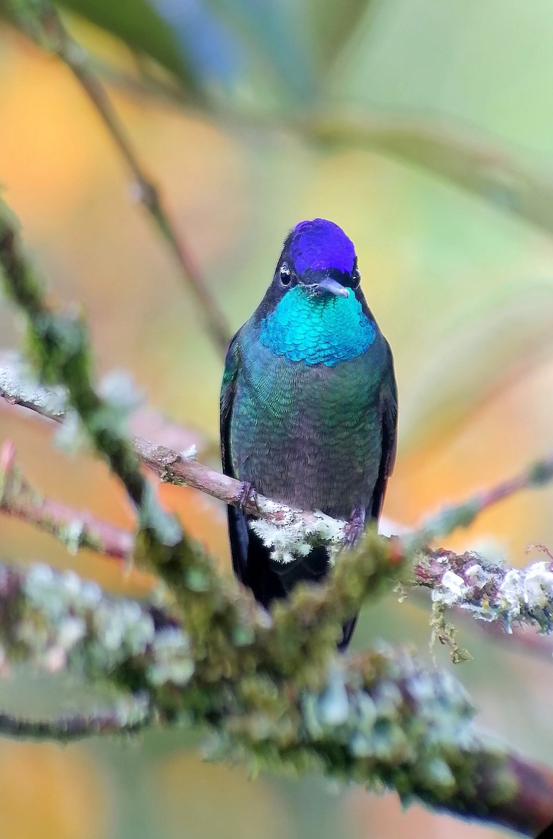 Talamanca Hummingbird - ML630823164