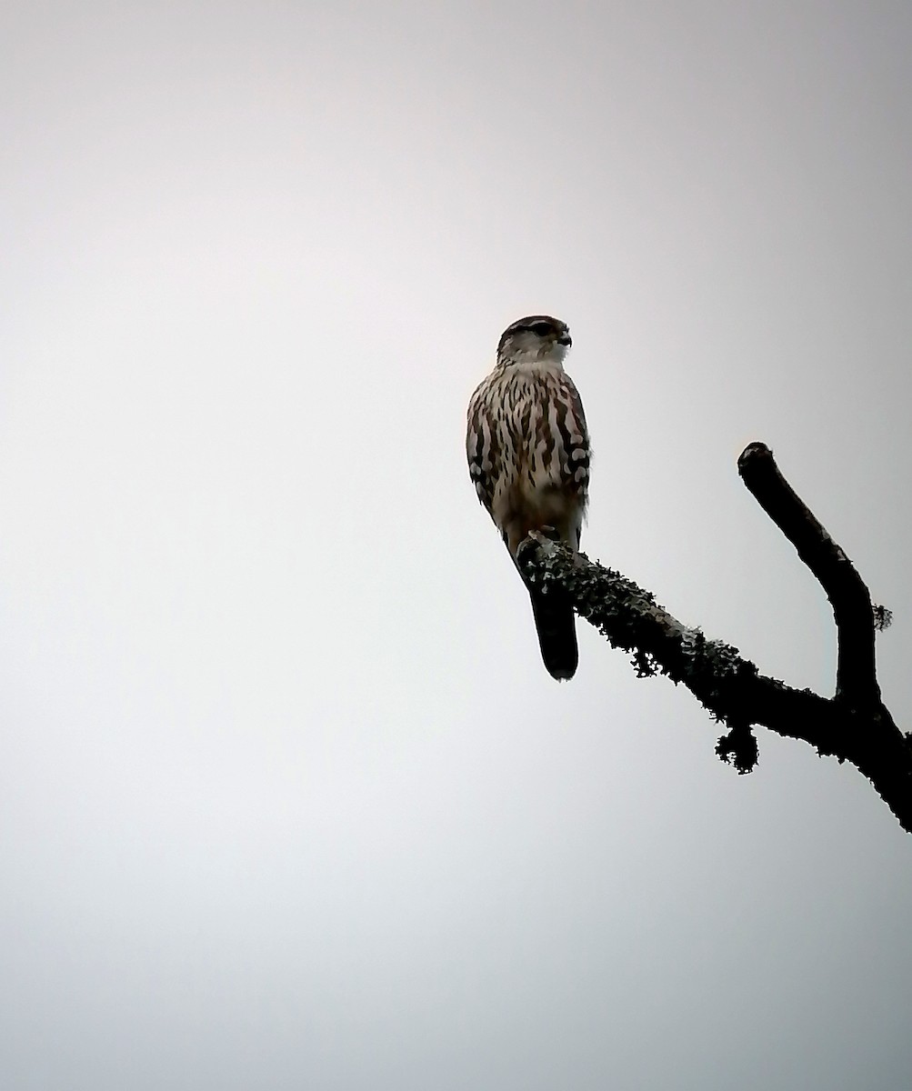 Merlin - ML630823224