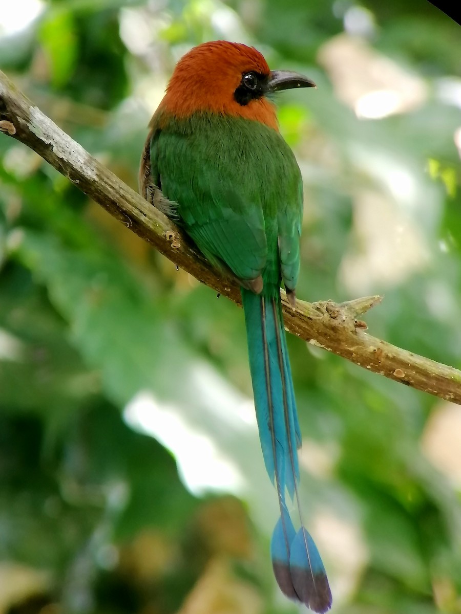 Broad-billed Motmot - ML630823266
