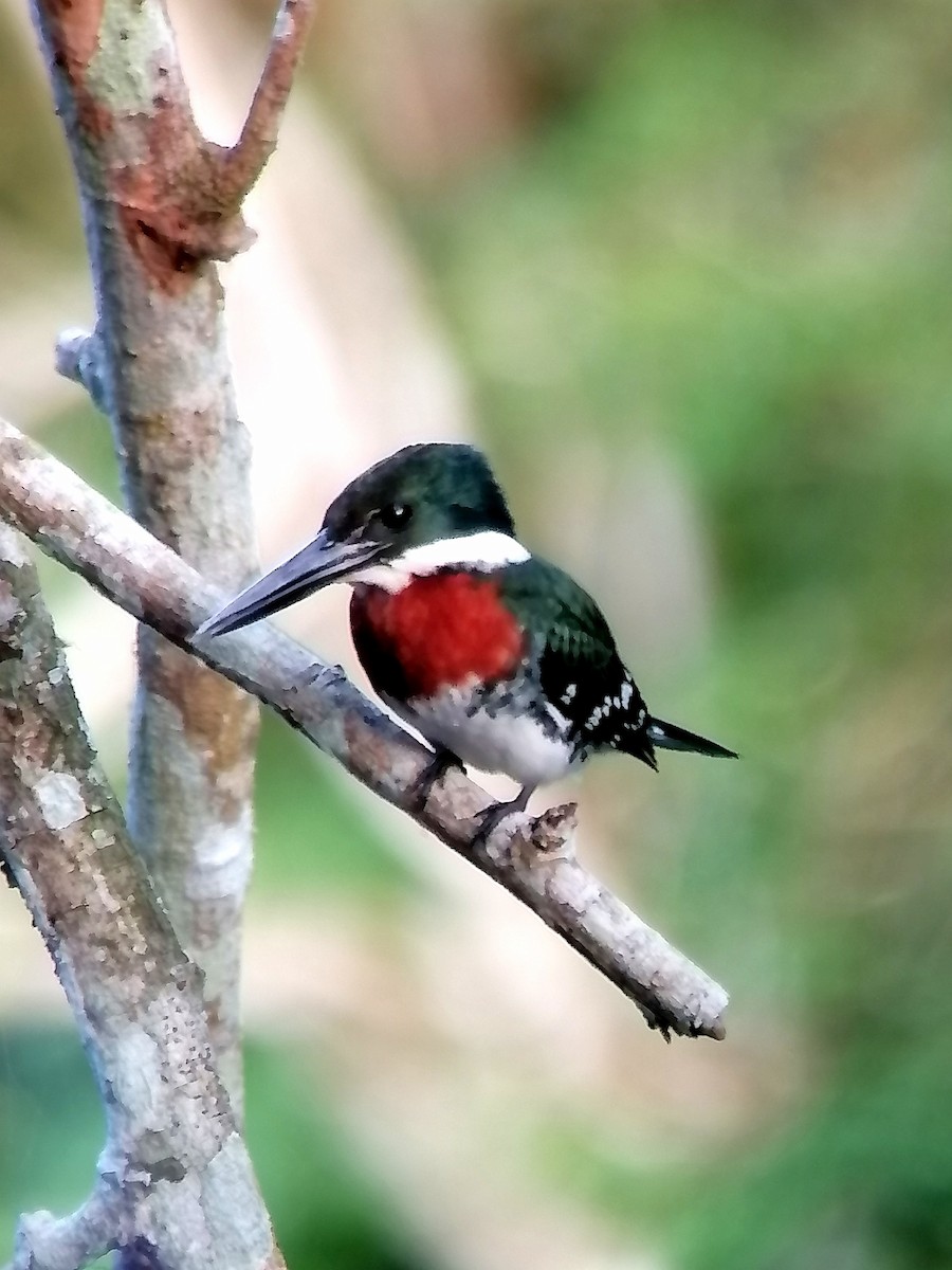 Green Kingfisher - ML630823310