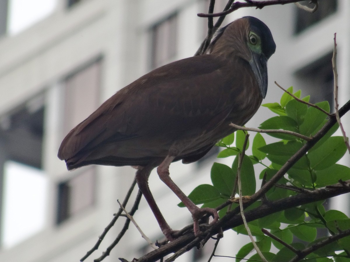 Nankeen Night Heron - ML630823816