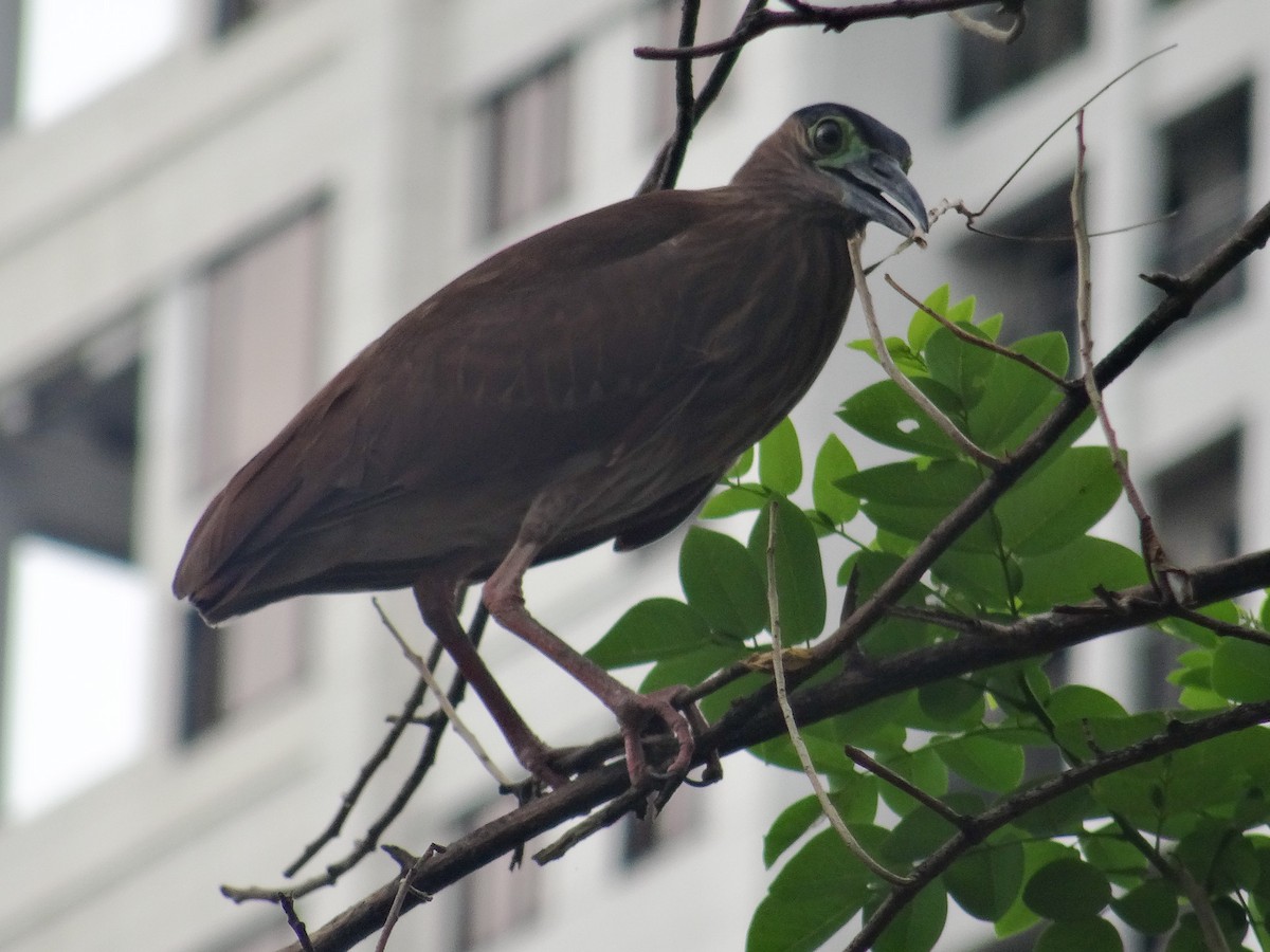 Nankeen Night Heron - ML630823819
