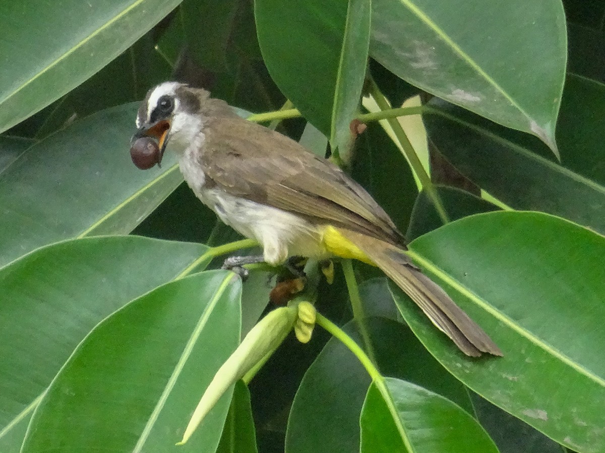 Yellow-vented Bulbul (Philippine) - ML630823827