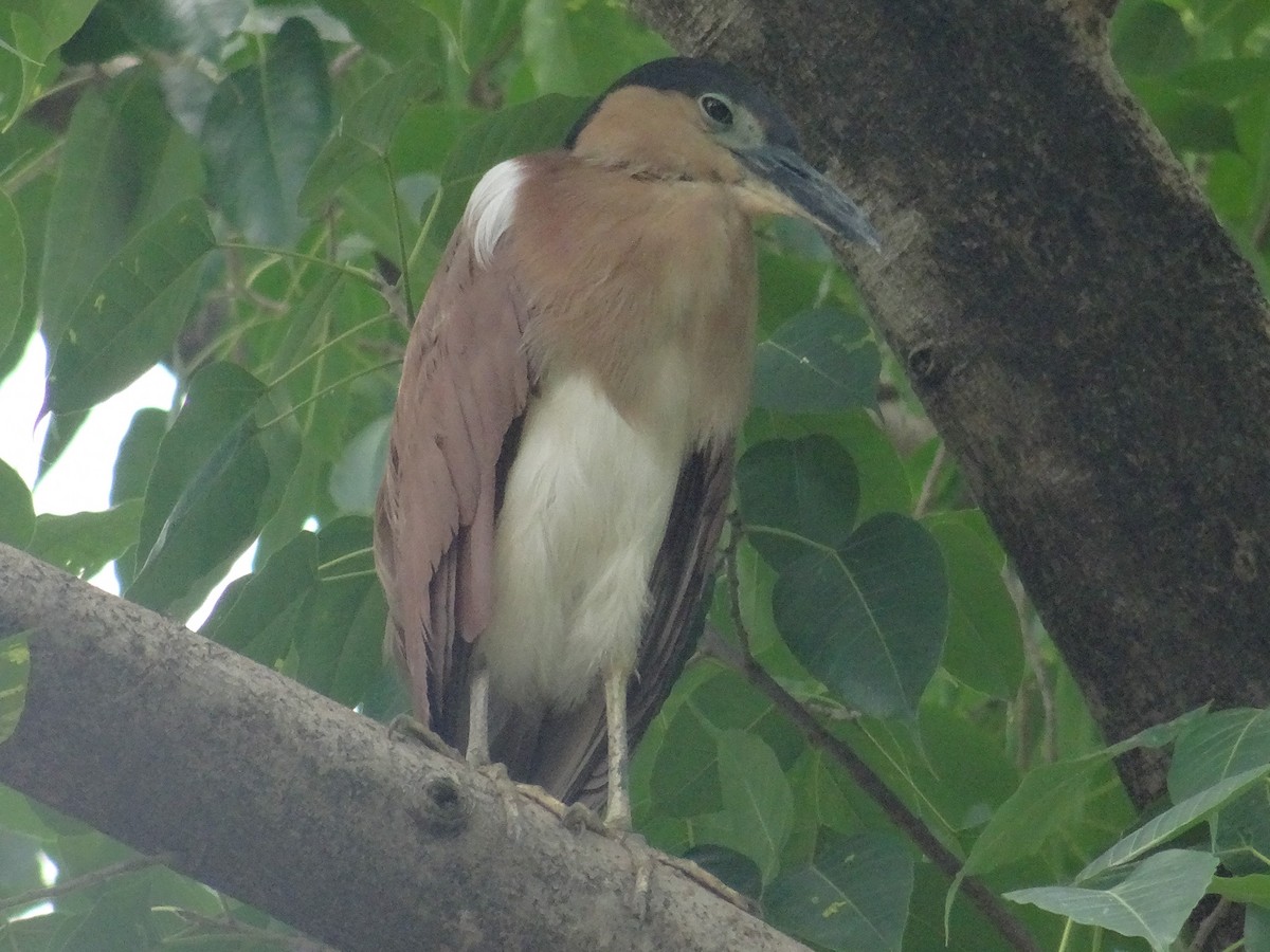 Nankeen Night Heron - ML630823831