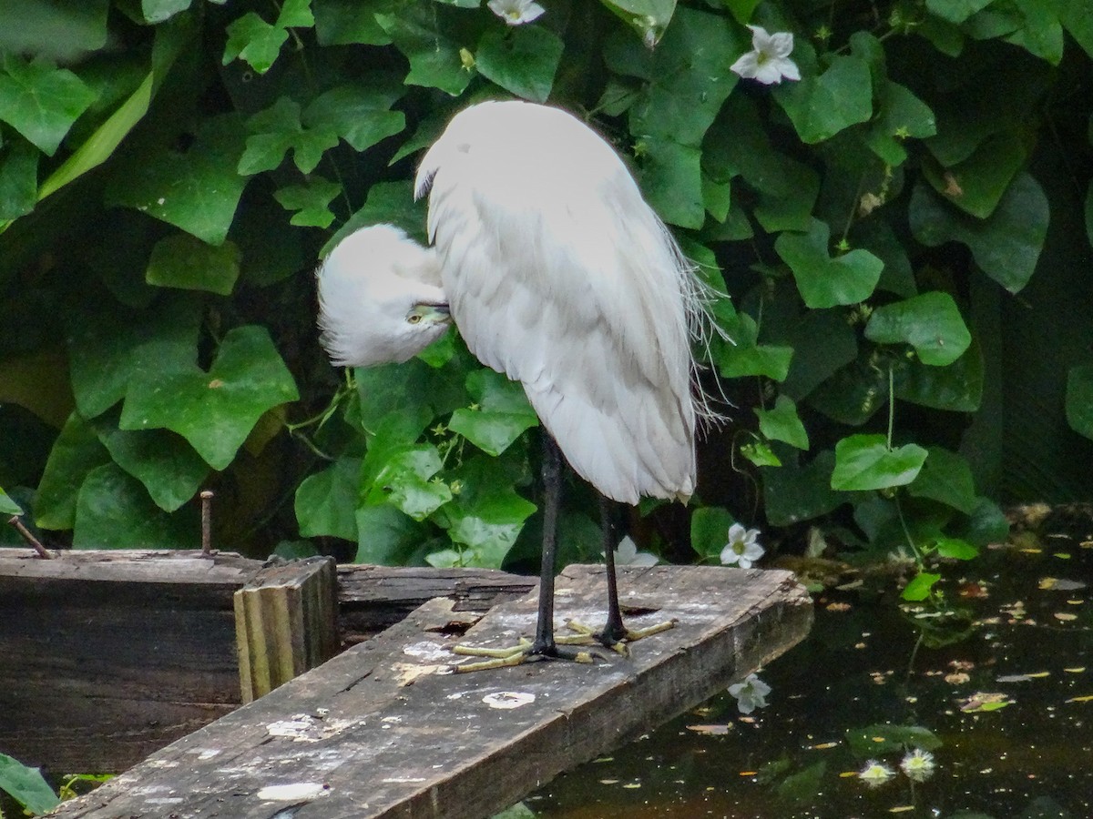 Little Egret (Western) - ML630823877