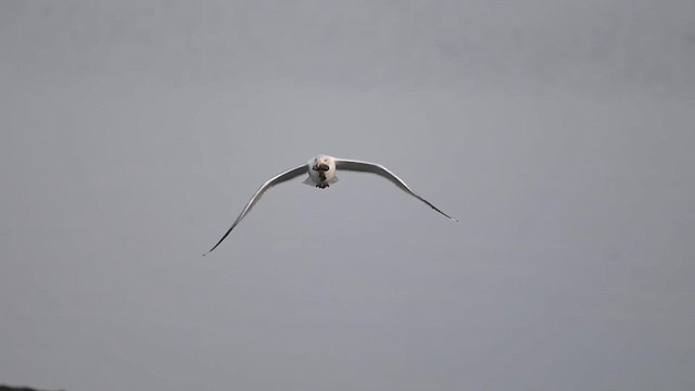 American Herring Gull - ML630824201