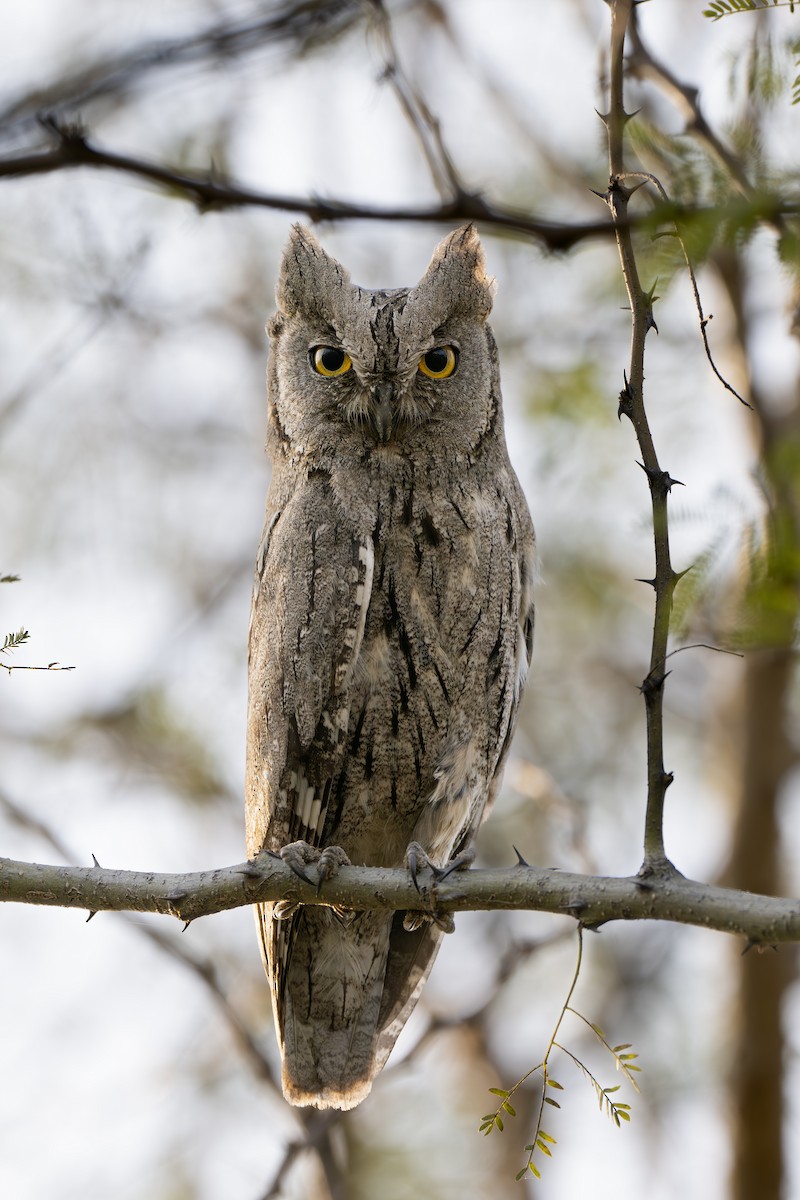 Pallid Scops-Owl - ML630824350