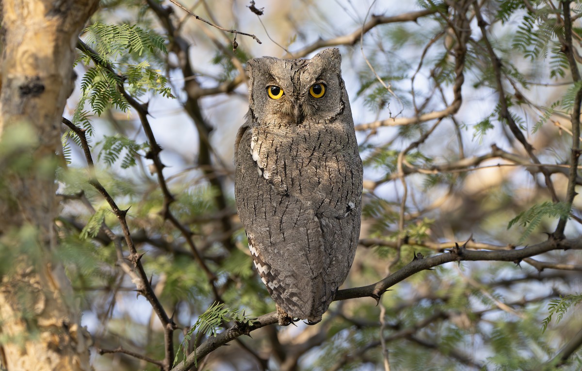 Pallid Scops-Owl - ML630824351