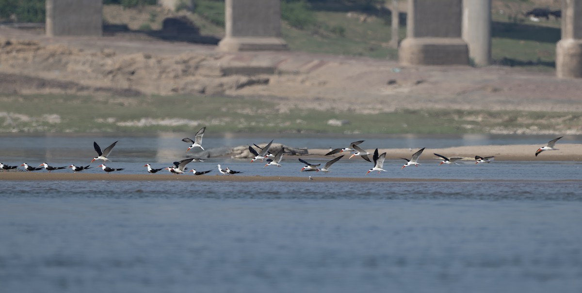 Indian Skimmer - ML630824425