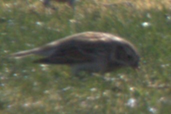 Lapland Longspur - ML630824557